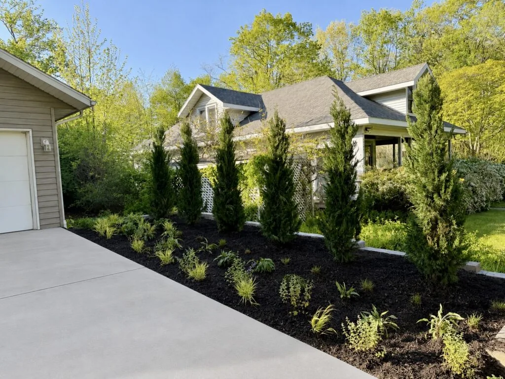 Row of evergreen privacy trees planted along a driveway
