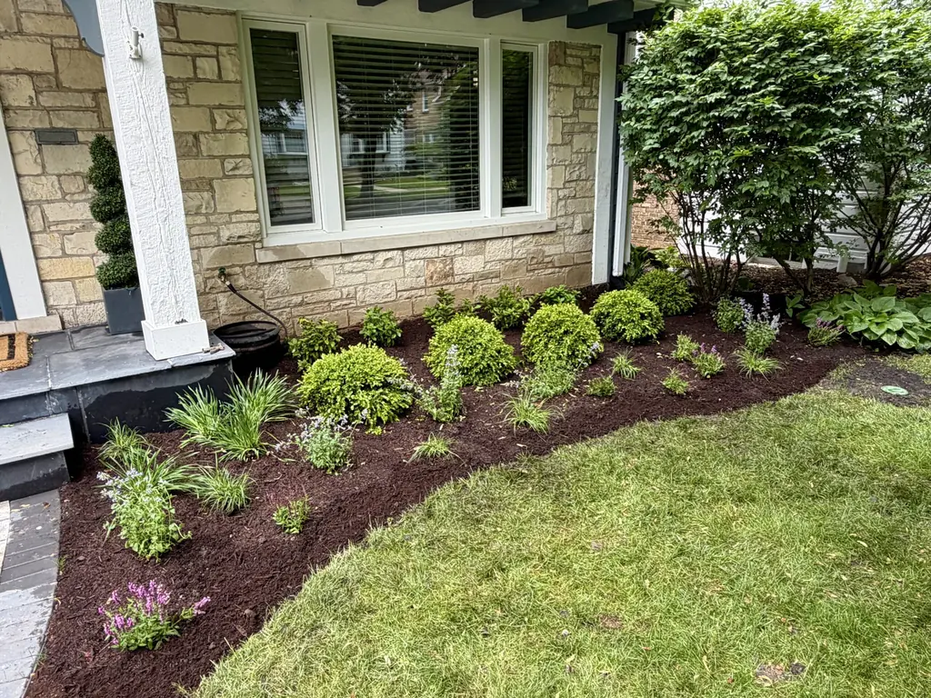 New shrub and perennial planting bed in front of a home in Evanston, IL